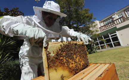 Usan en el Edomex los piquetes de abejas para mejorar la salud durante la pandemia 