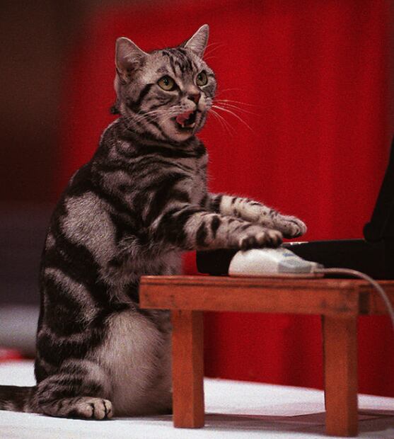 ¿Por qué a los gatos les gustan las computadoras?