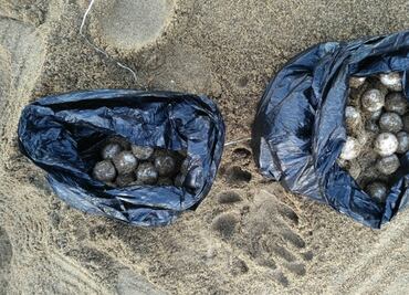 Rescatan 79 huevos de tortuga en Manzanillo