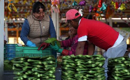 Impartirán talleres de comercialización a productores de nopal de Milpa Alta