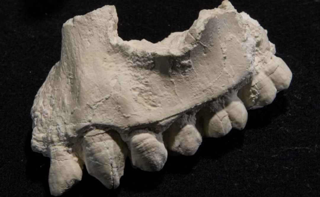 La especie A. deyiremeda es claramente distinta de la A. afarensis en características de morfología facial, dental y mandibular. Foto: REUTERS