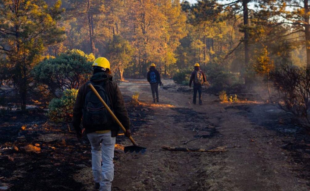 Despliegan a 258 brigadistas para combatir los incendios forestales activos en Chihuahua (26/04/2025). Foto: Especial