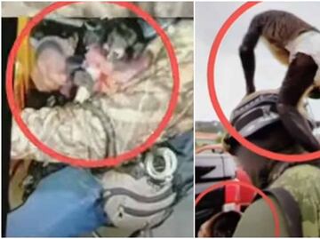 Difunden videos del mono araña, mascota de criminal abatido en Texcaltitlán