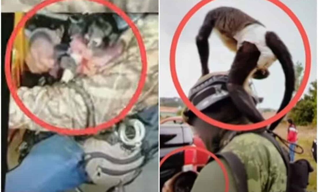 El joven abatido formaba parte del equipo de seguridad del líder regional de La Familia Michoacana. Foto: Tomada de video