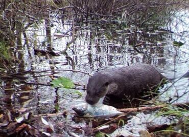En área prohibida de Chernobyl, la vida silvestre es abundante