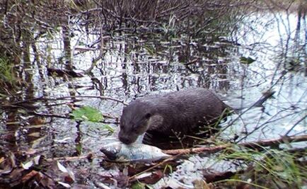 En área prohibida de Chernobyl, la vida silvestre es abundante