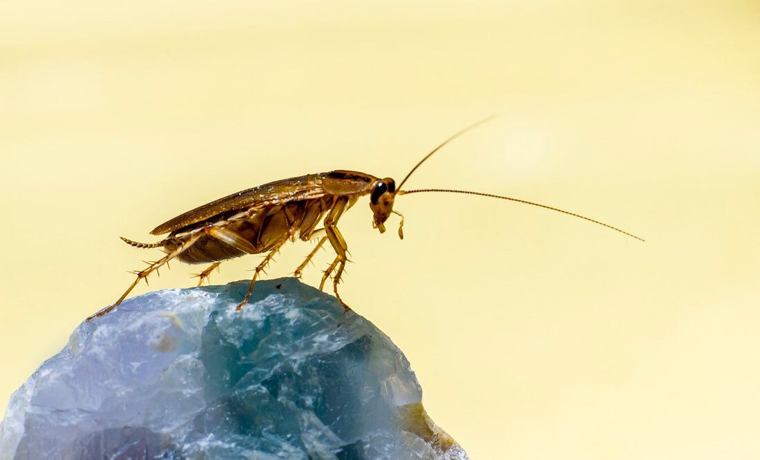 Las cucarachas son uno de los insectos más resistentes del planeta. Foto: Pixabay