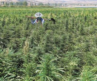 Despenalización de cannabis ayudará a campesinos: Segob