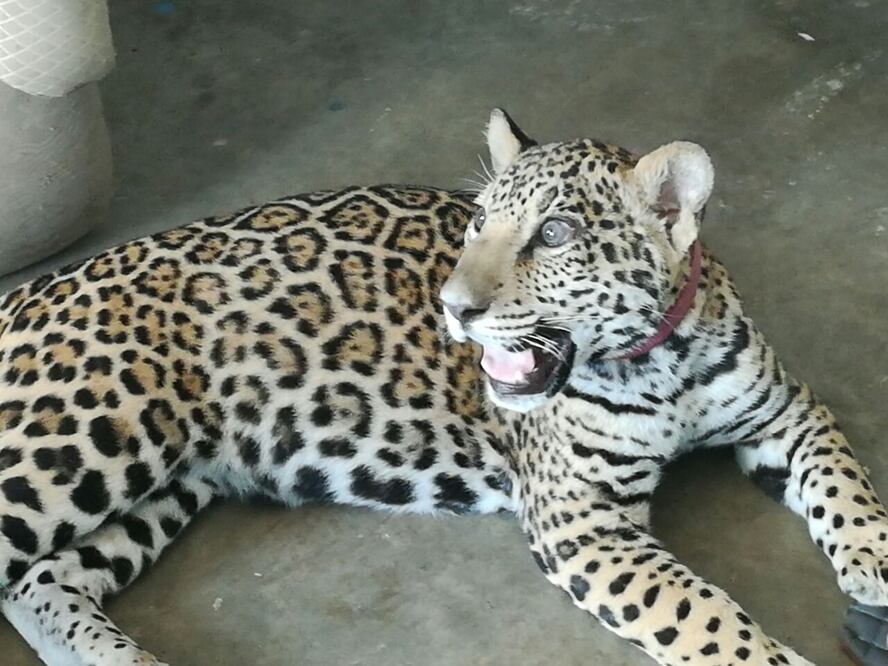Los felinos exóticos pueden adquirirse de manera legal en Unidades de Manejo Ambiental de la Semarnat (Foto: Cortesía)