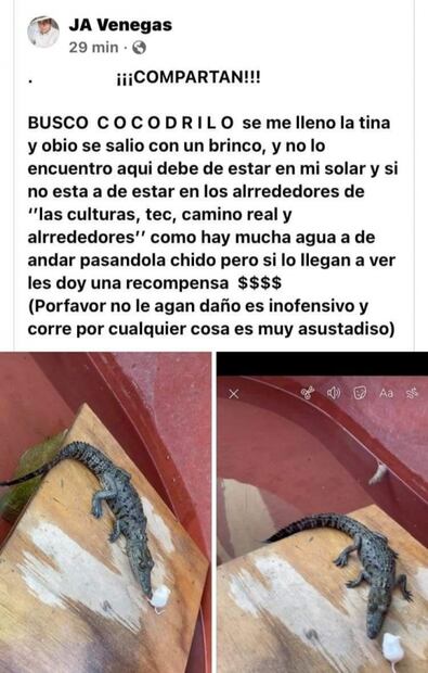 Joven ofrece recompensa por cocodrilo perdido tras inundaciones en Tamaulipas
