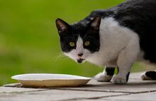 El secreto para que tu gato beba más agua; evita que tenga problemas en sus riñones