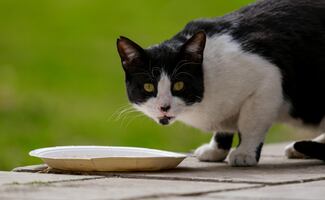 El secreto para que tu gato beba más agua; evita que tenga problemas en sus riñones