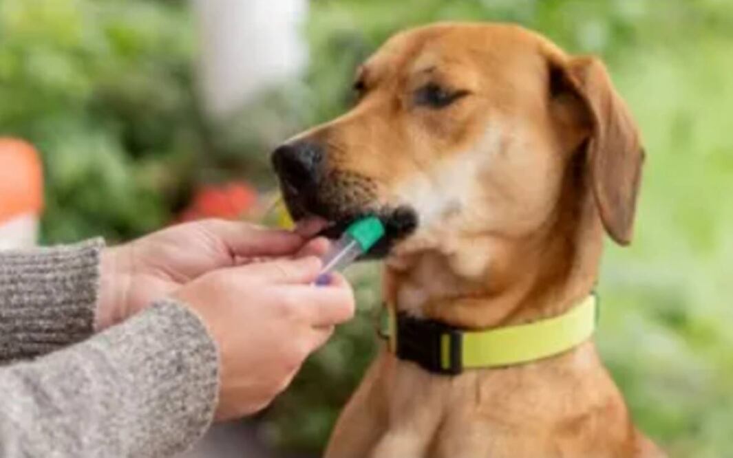 Foto: https://embarkvet.com/