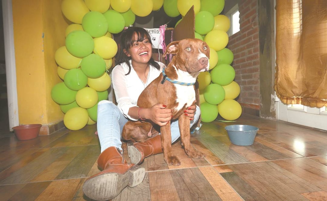 Fátima recibió con globos a Spay, el Pitbull que fue rescatado la semana pasada tras caer en el socavón que se abrió en Puebla. El perro está todavía en tratamiento médico porque sufrió deshidratación. Fotos: Omar Contreras. EL UNIVERSAL