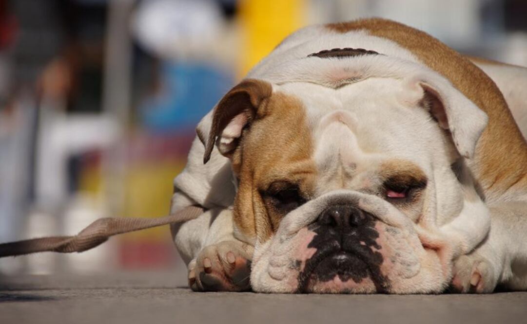 La Secretaría de Gestión Integral de Riesgos y Protección Civil informó que se encuentra activa la alerta amarilla por altas temperaturas 