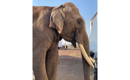 Trasladan a zoológico de Culiacán a elefante de circo en Jalisco 