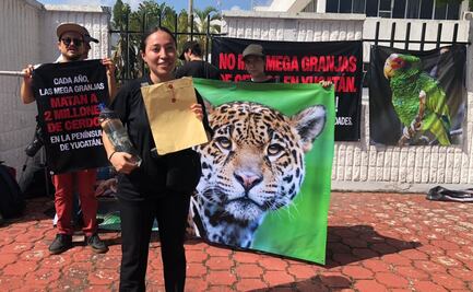 Grupos ambientalistas exigen regulación de mega granjas de cerdos en Yucatán