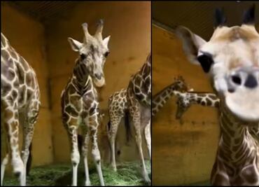 Nombran “Taylor” a la nueva bebé jirafa del Bioparque Estrella de Monterrey