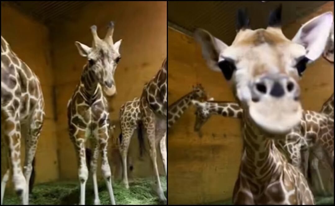 Foto: Captura de pantalla