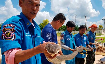 Capturan cobra real de cuatro metros de largo en alcantarilla de Tailandia