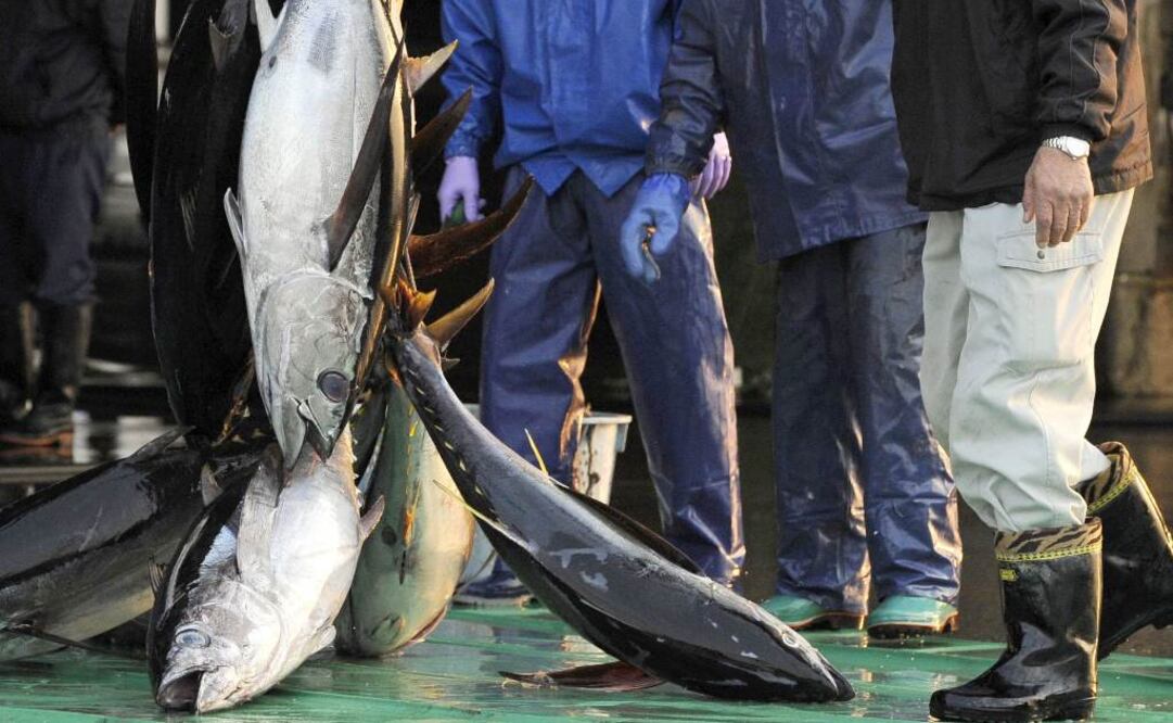 El mes pasado la OMC favoreció a México y resolvió que EU debía cambiar las reglas para otorgar la etiqueta "delfín seguro" (Foto: AP/Archivo)