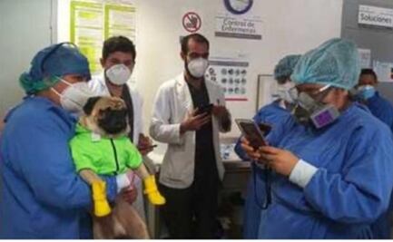Con perro coterapeuta dan atención a personal de salud de áreas Covid-19