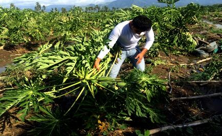Jalisco, el más afectado por "Patricia": Sagarpa