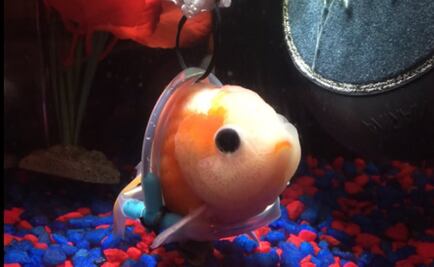 Construyen una "silla de ruedas" para un pececito