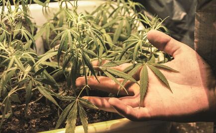 Aristóteles Sandoval a favor del uso lúdico de la marihuana