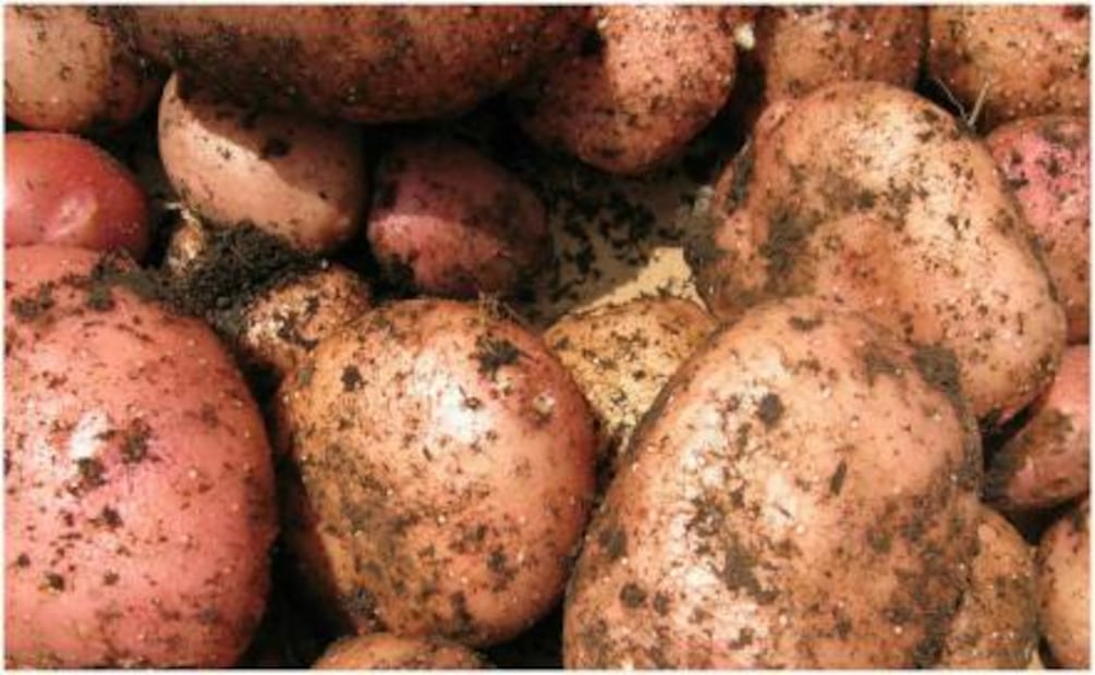 Enfermedades que te pueden dar por comer estos alimentos