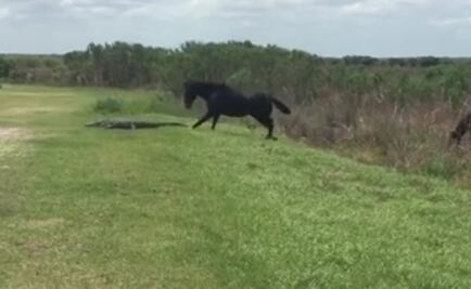 Viral. La pelea entre un caballo salvaje y un caimán