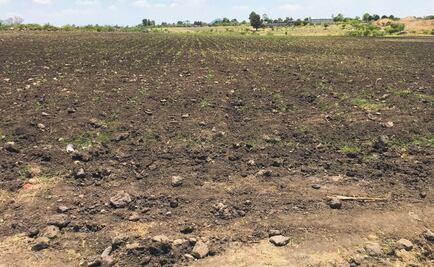 Emiten declaratoria de desastre natural para sector agrícola en SLP