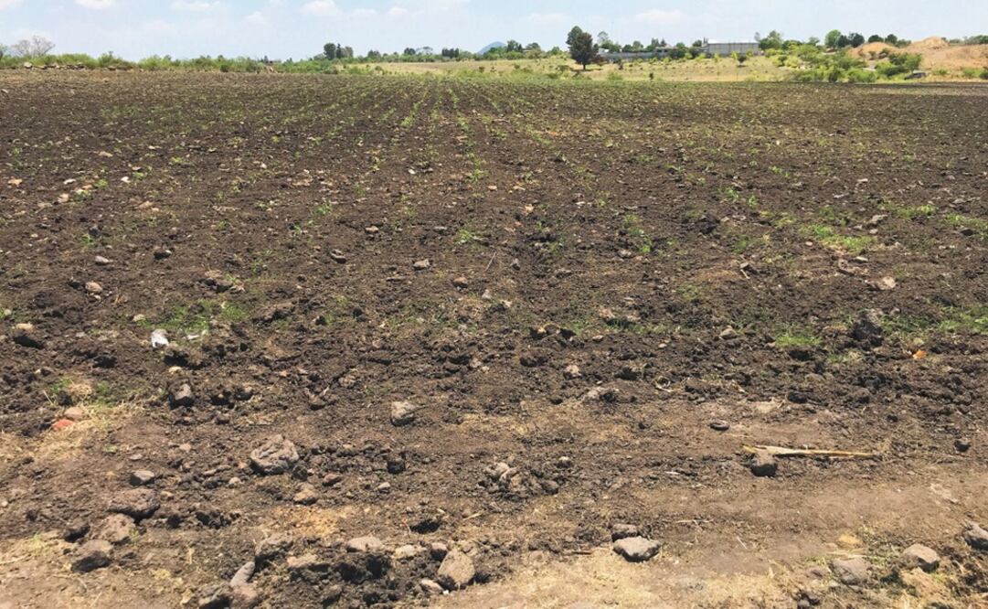 La solicitud fue hecha en virtud a los daños ocasionados al sector agrícola, pecuario, acuícola y pesquero. Foto: Archivo/EL UNIVERSAL