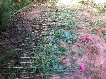 Destruyen plantío de amapola en Oaxaca