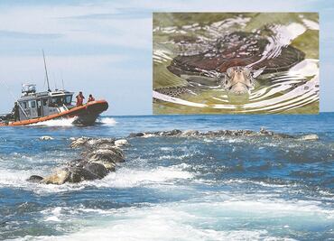 Mueren 350 tortugas por red de pesca en Oaxaca