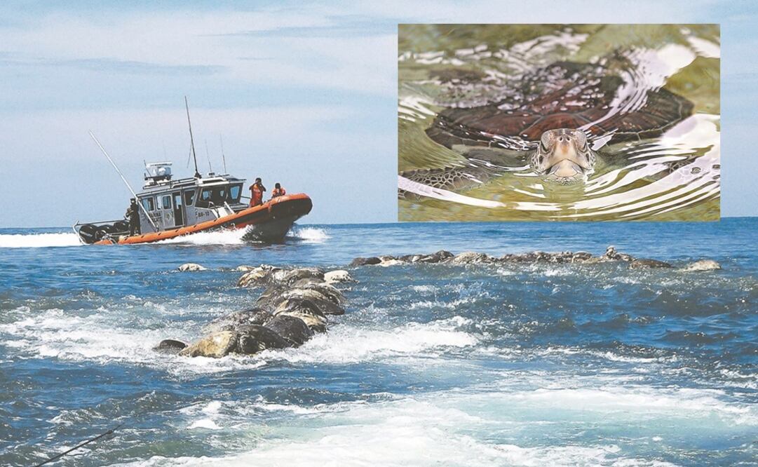 La Profepa indaga la procedencia de las redes donde quedaron atrapadas las tortugas; en un primer momento se dijo que eran de un barco atunero extranjero. (FOTO: Fredy García, Reuters y archivo. EL UNIVERSAL)
