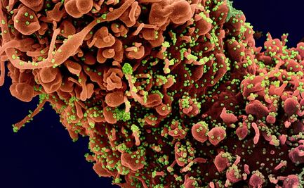 EU niega que el coronavirus fue creado por científicos