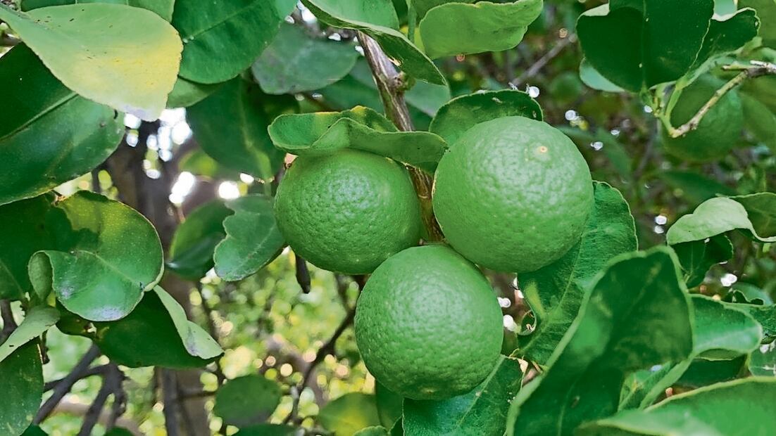 Con el reinicio del corte del limón se reactivó un importante sector local. Foto: Carlos Arrieta