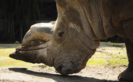 "Salvar especies con heces": excremento de rinoceronte ayuda en estudio sobre conservación