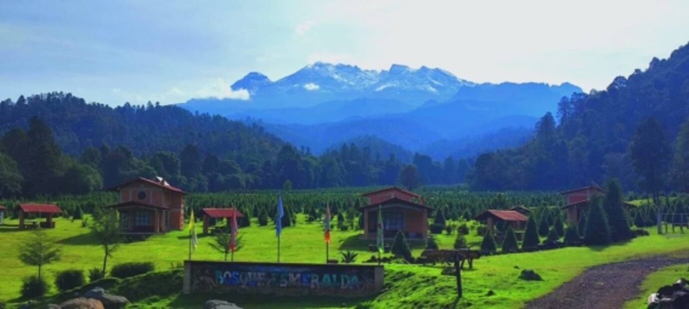 6 lugares donde comprar tu árbol de Navidad y pasar un gran día