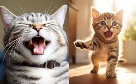 Estas son las 4 formas de alegrarle el día a tu gato