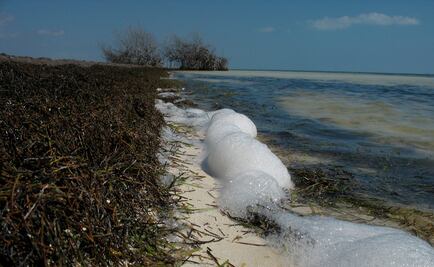 Al rescate de las especies microendémicas