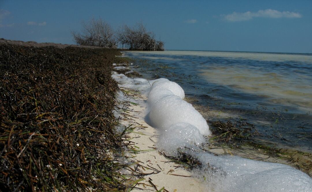 Al rescate de las especies microendémicas
