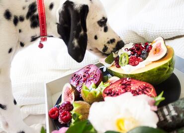 ¿Cuáles son las frutas que pueden comer los perros para complementar su alimentación?; según experto en nutrición animal