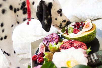 ¿Cuáles son las frutas que pueden comer los perros para complementar su alimentación?; según experto en nutrición animal