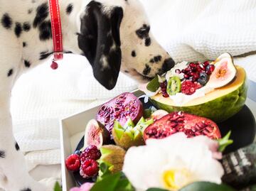 ¿Cuáles son las frutas que pueden comer los perros para complementar su alimentación?; según experto en nutrición animal