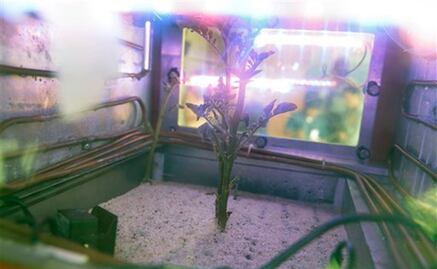 Cosechan una "súper papa" para Marte