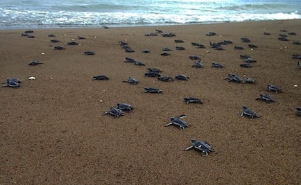 Lo que debes saber en el Día Internacional de la Tortuga Marina