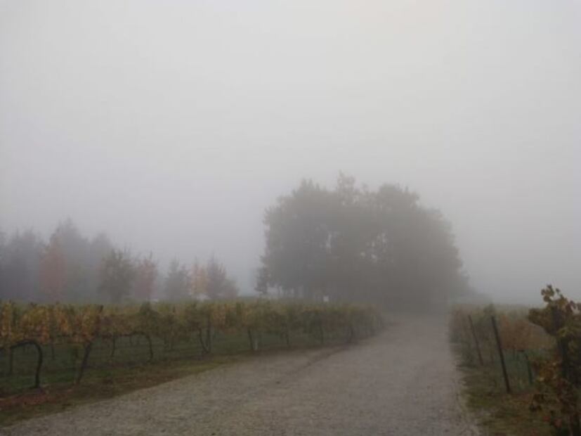 Vinho Verde es la región, no un vino