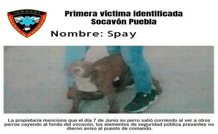 Cae perro pitbull en socavón de Puebla